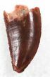 Serrated Raptor Tooth From Morocco - #30871-1